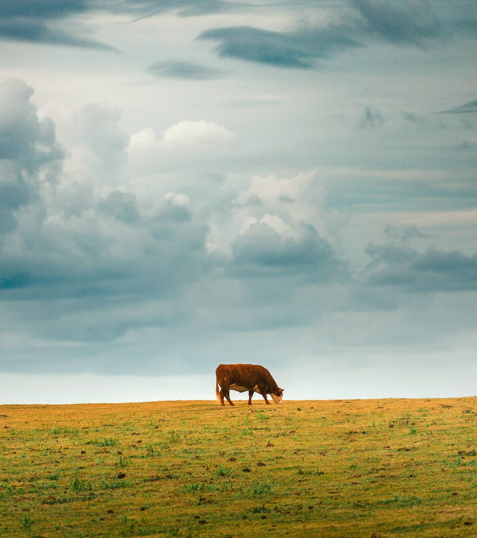 Dairy