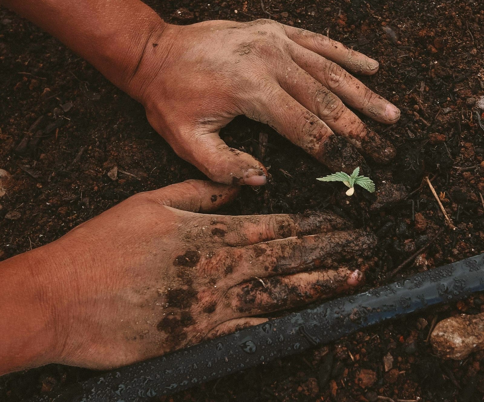 Natural farming inputs
