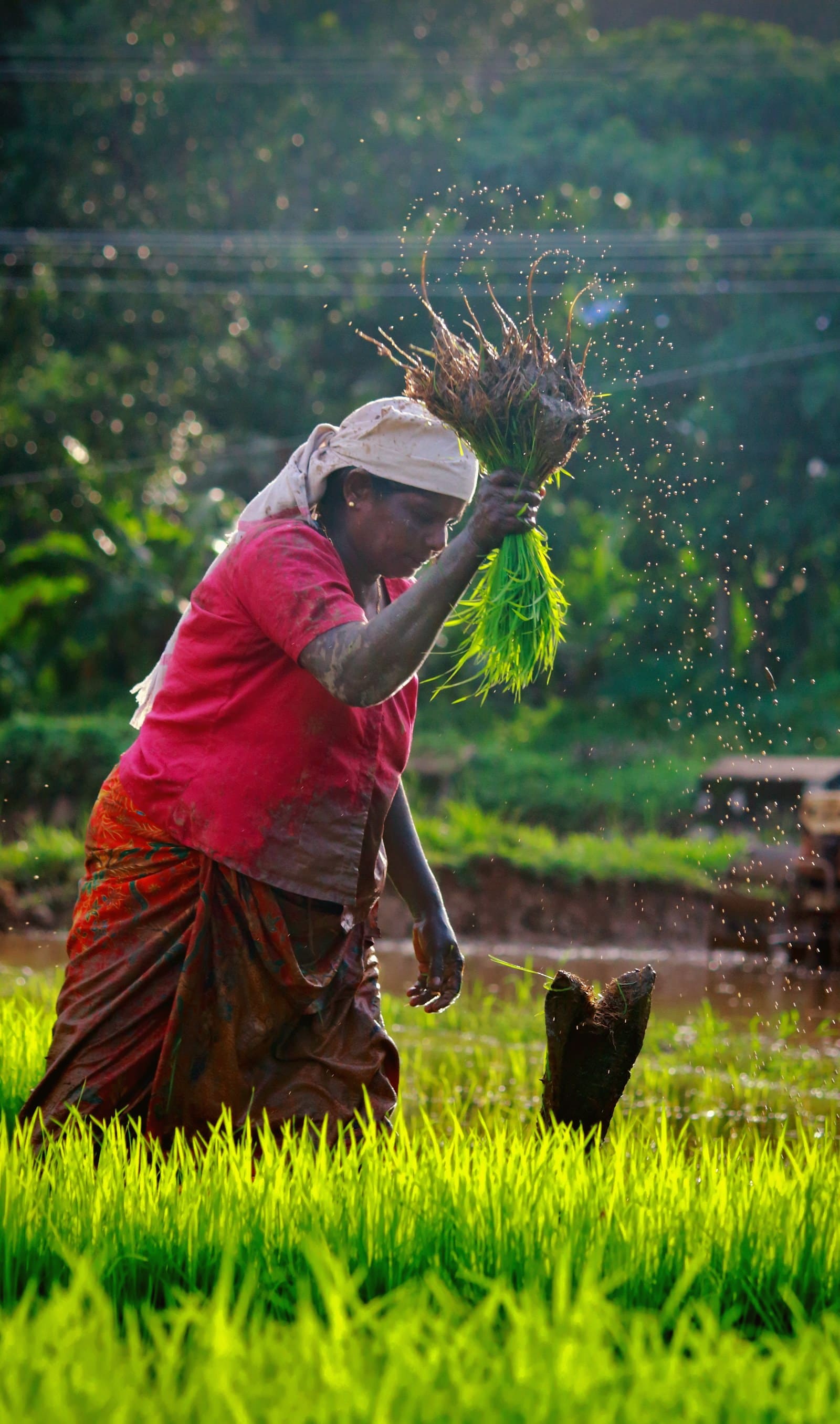 Bihar farmer with harvest